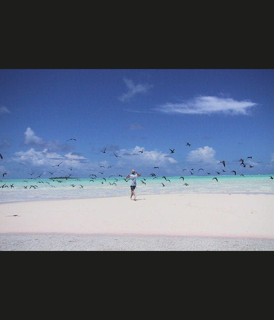 L'&icirc;le aux oiseaux, Polyn&eacute;sie