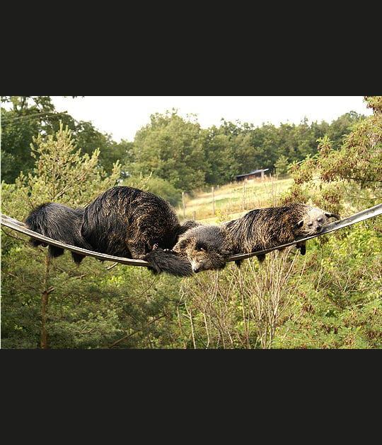 Une sympathique sieste pour les binturongs