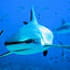 requin 