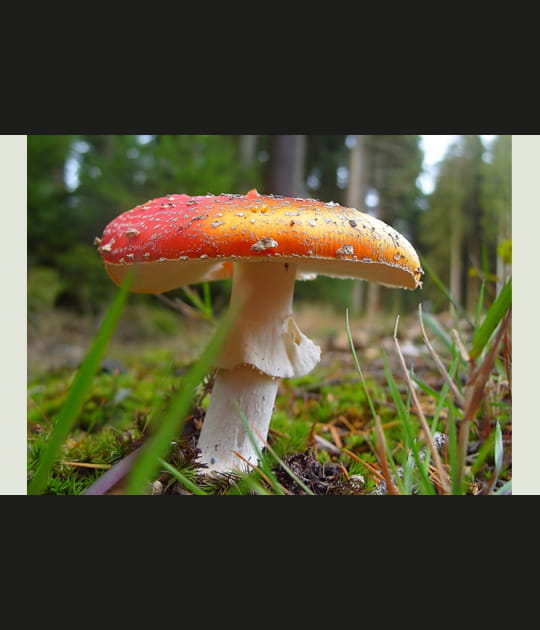 Amanite