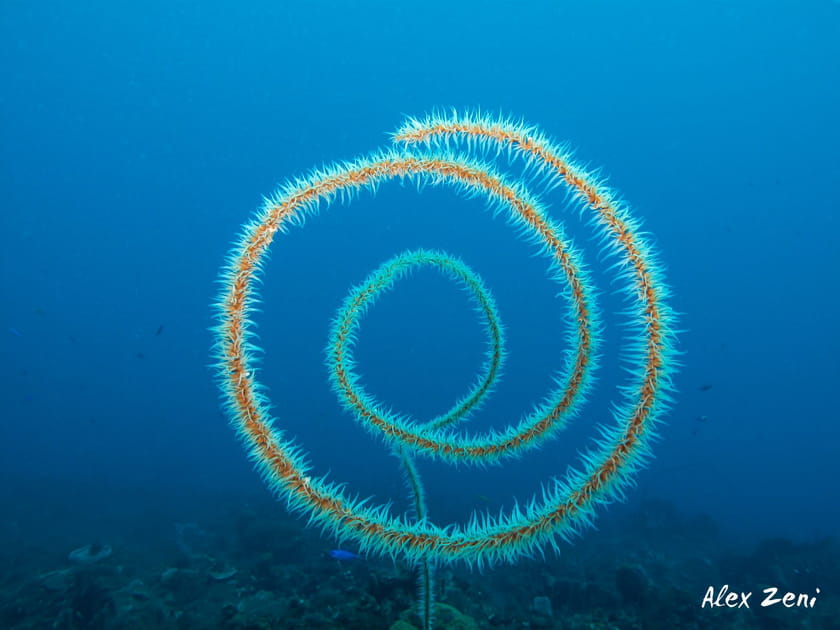 L'arobase de la mer