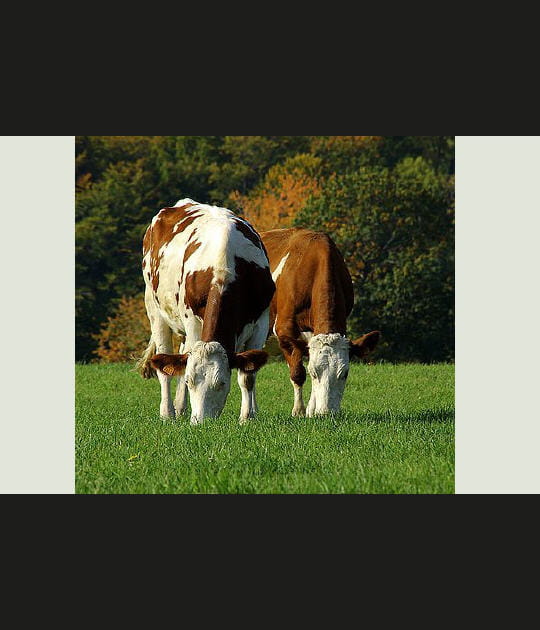 Ici, l'herbe est grasse
