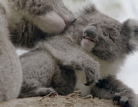 La vie secrète du koala : La saison des amours
