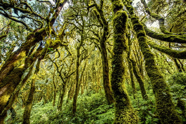 El Cedro, une forêt digne d'un conte de fée