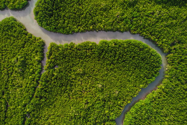 Voyage à Siargao, l'île paradisiaque des Philippines : les Mangroves de Del Carmen, un trésor de biodiversité