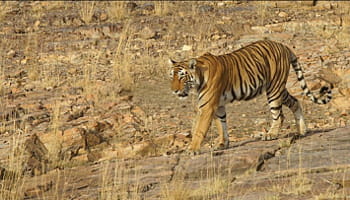tigre bruno fontaine