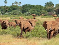 Grands voyageurs de la nature : Les éléphants