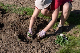 Les paniers seront pleins dans quelques semaines&nbsp;: personne n'y pense mais c'est le meilleur l&eacute;gume &agrave; planter en juillet