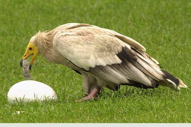 Vautour percnoptère