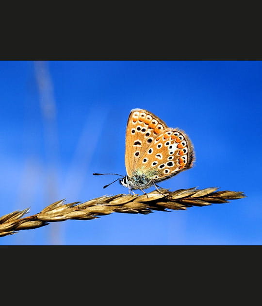 La beaut&eacute; des papillons