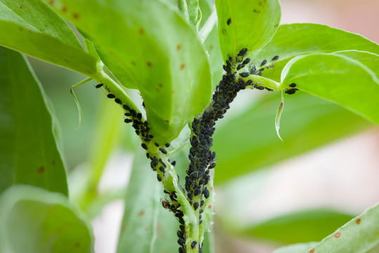 Cette pulvérisation contre les pucerons fait des merveilles : ils disparaîtront et ne reviendront pas dans votre jardin