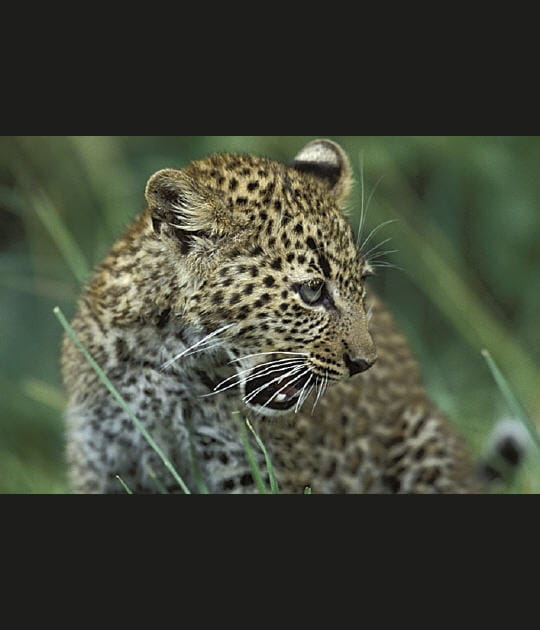 Face &agrave; face avec les gu&eacute;pards et les l&eacute;opards