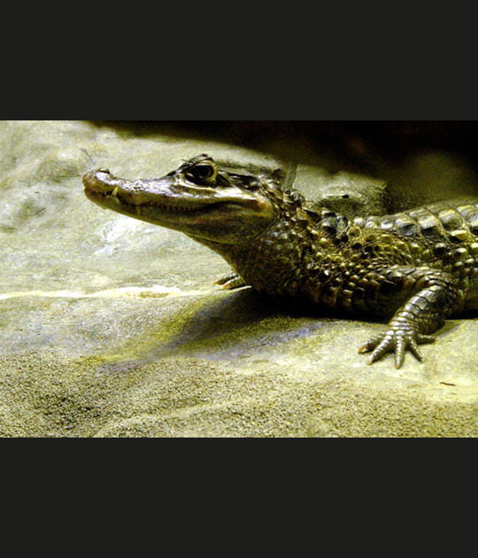 Le ca&iuml;man &agrave; lunettes