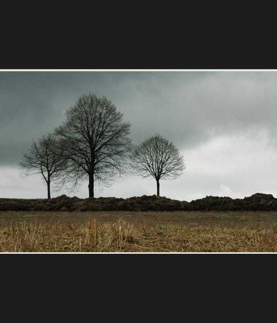 Les trois arbres