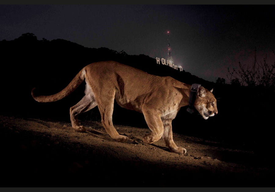 Puma se promenant aux abords d'Hollywood