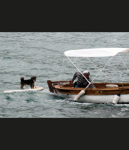 Surf pour chien