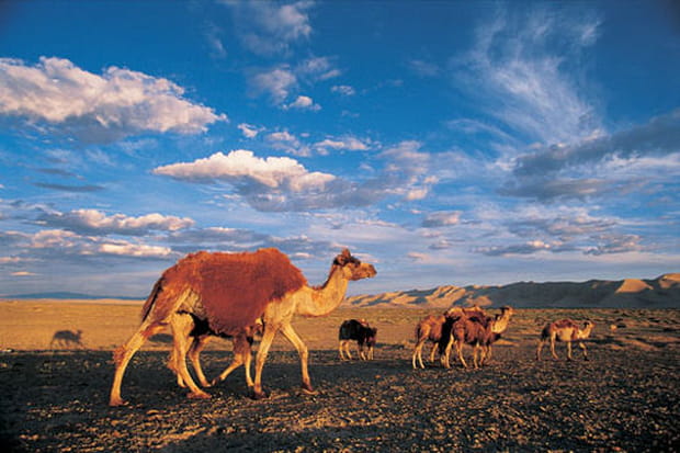 Chameaux dans le désert de Gobi