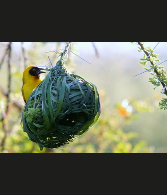 Le tisserin et son nid