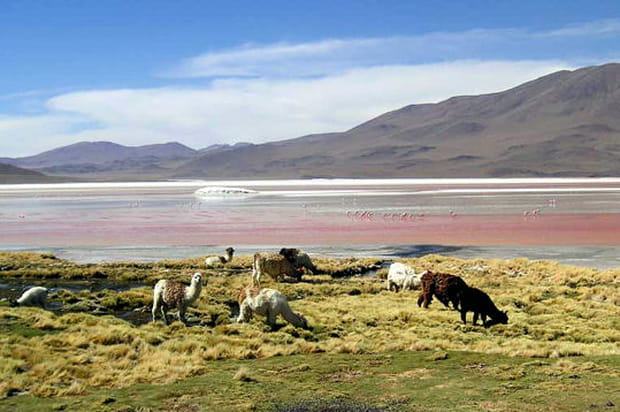 Couleurs des lacs de Bolivie
