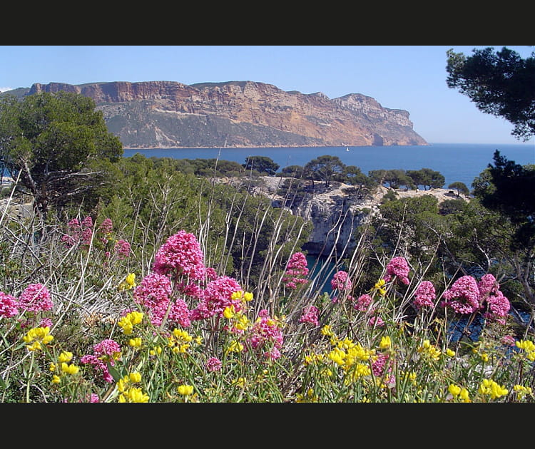 La flore des Calanques