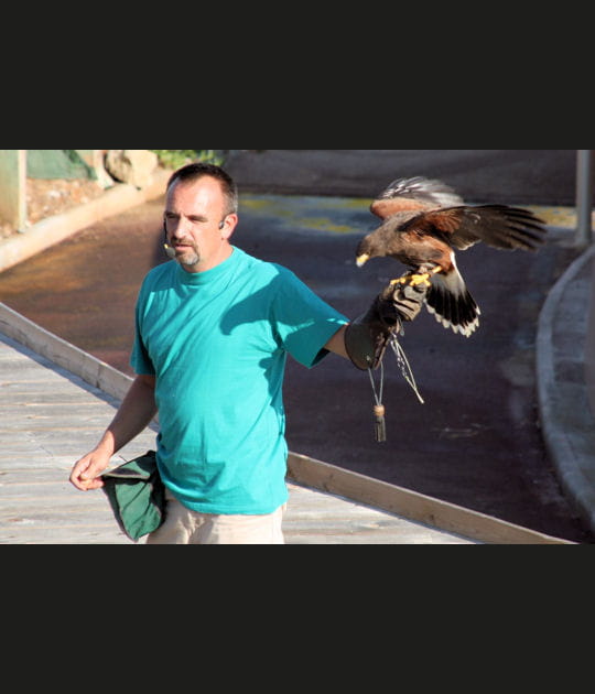 Dresseurs de rapaces