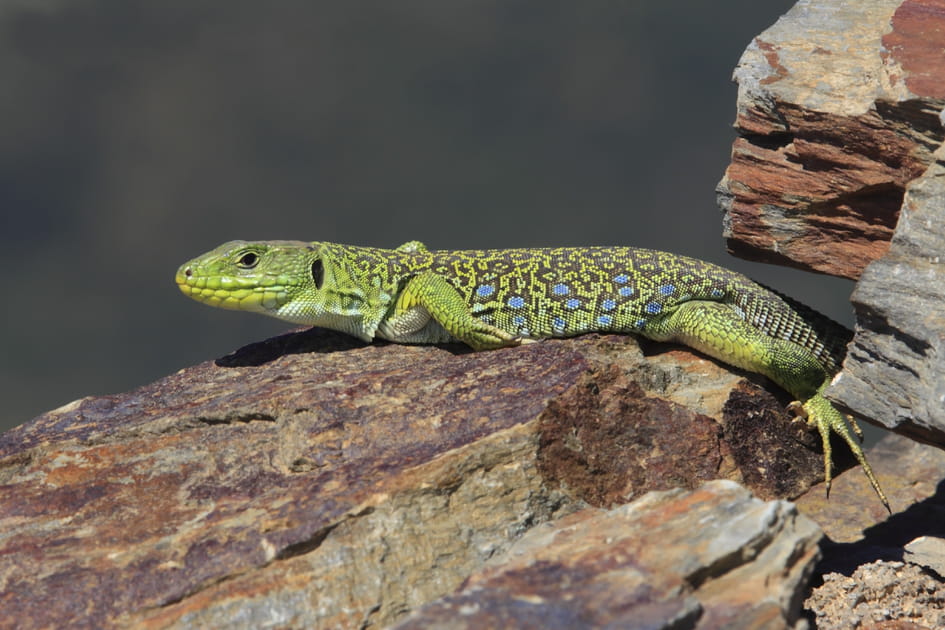 Le l&eacute;zard ocell&eacute;