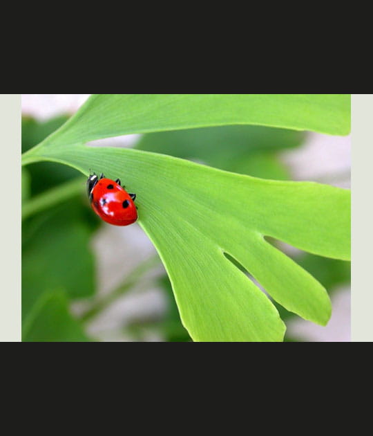 Coccinelle et Ginkgo Biloba