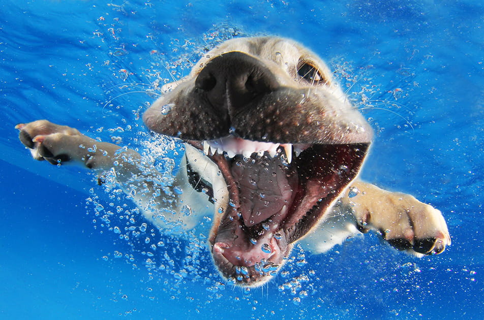 Ces chiots photographi&eacute;s sous l'eau ont du chien