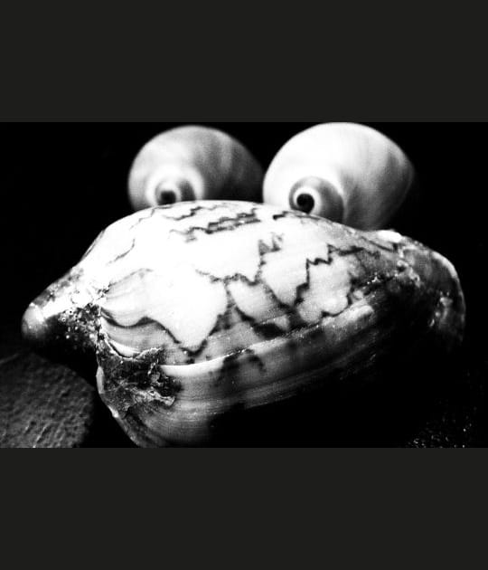 Mollusque inqui&eacute;tant