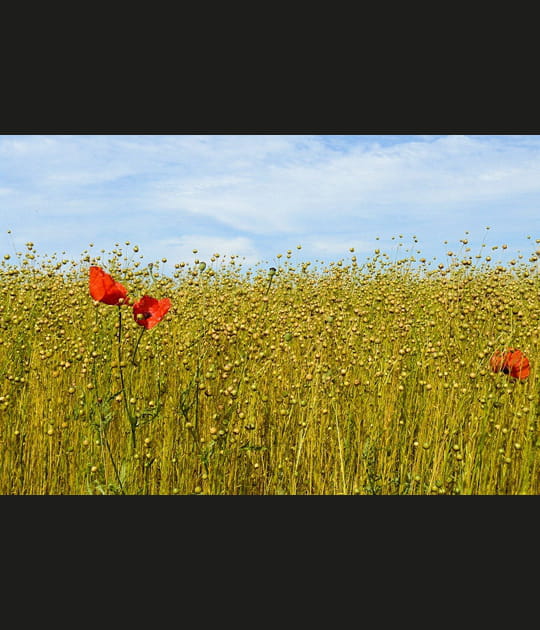 Jolis coquelicots...