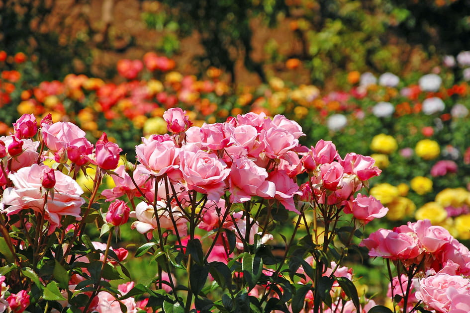 Le rosier pour un jardin romantique et parfum&eacute;