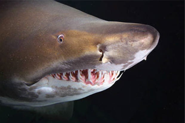 Requin taureau