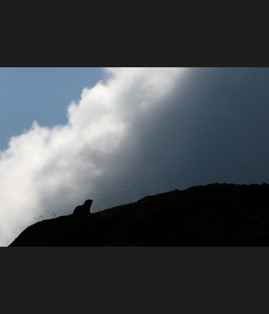 La silhouette de la marmotte