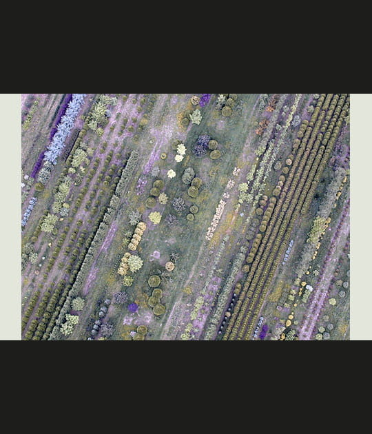 P&eacute;pini&egrave;re &agrave; rebais