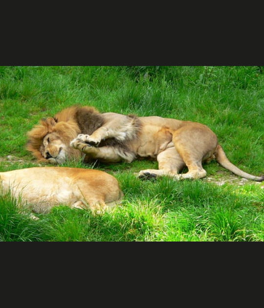 Le lion applaudit la sieste