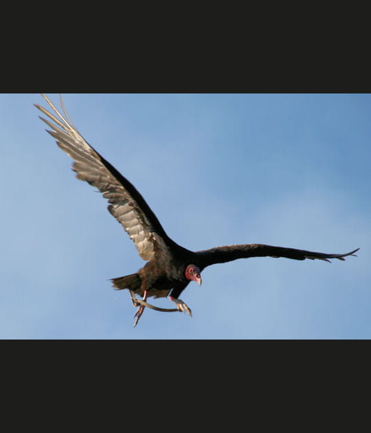 Les ailes d&eacute;ploy&eacute;es