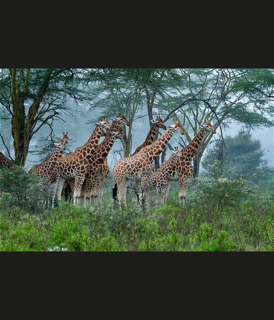 Des girafes sous la pluie