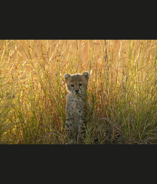 A l'abri sous les hautes herbes