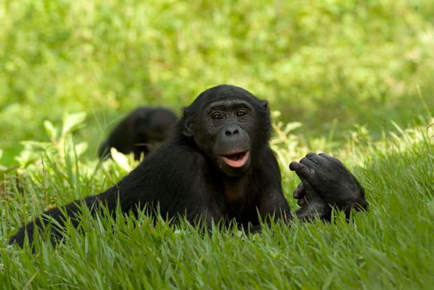 Le rire dans la peau