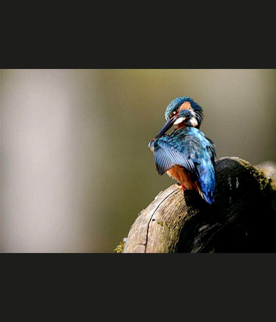 Un plumage couleur saphir