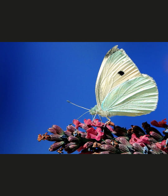 Papillon blanc