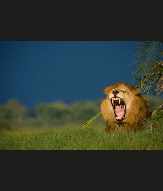 Le lion, roi en danger