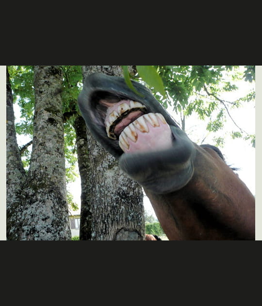 Sourire &agrave; pleines dents