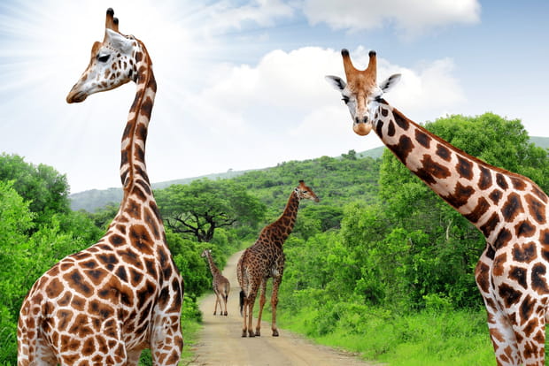 Le parc national Kruger, en Afrique du Sud