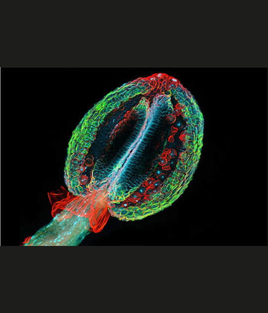 L'art de la microscopie
