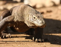 La morsure du dragon de Komodo