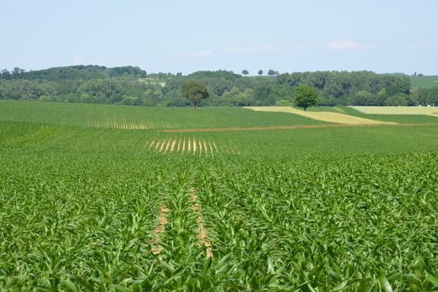 Champ de maïs environnants
