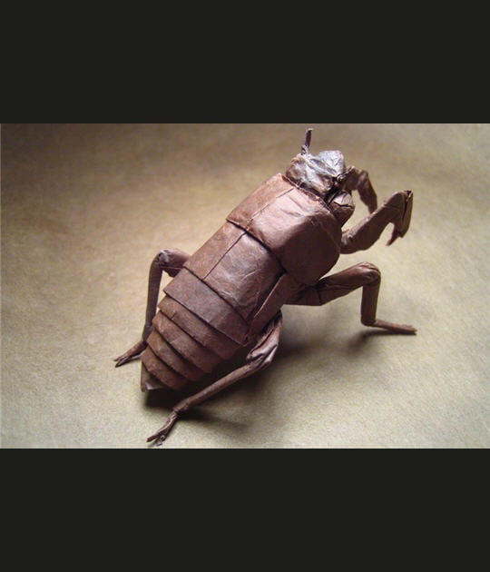 Insecte debout