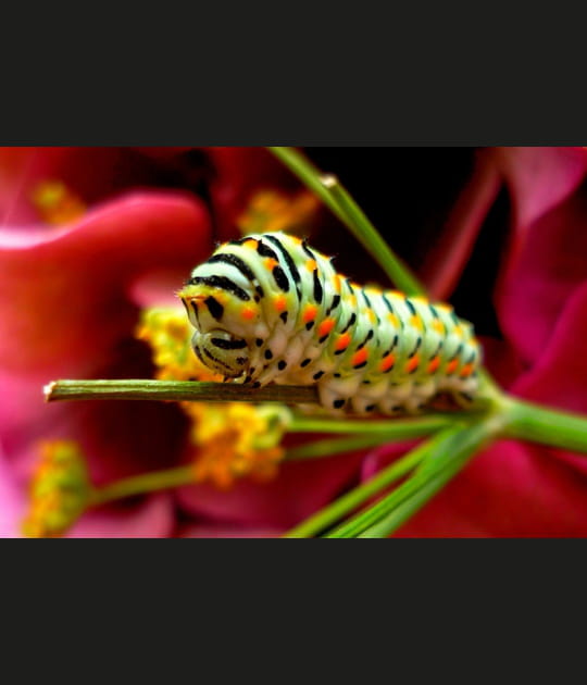 La chenille