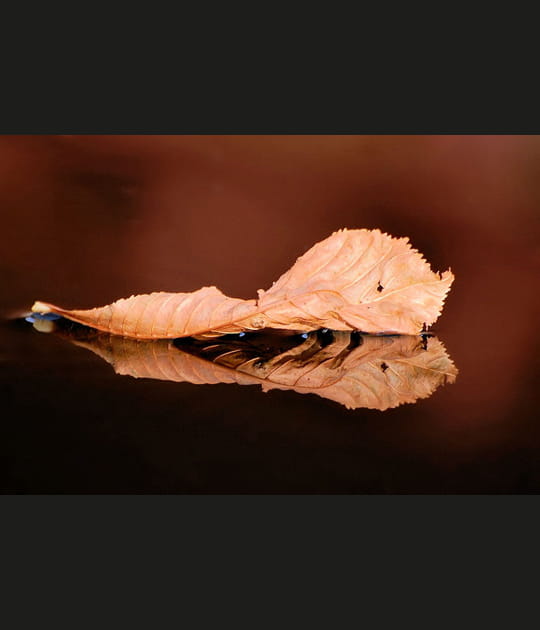 Nature-morte